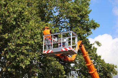 Safe Tree Maintenance